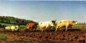 Rosa bonheur Plowing in the Nivernais;the dressing of the vines oil painting picture